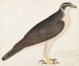 Northern Goshawk (Accipiter gentilis)