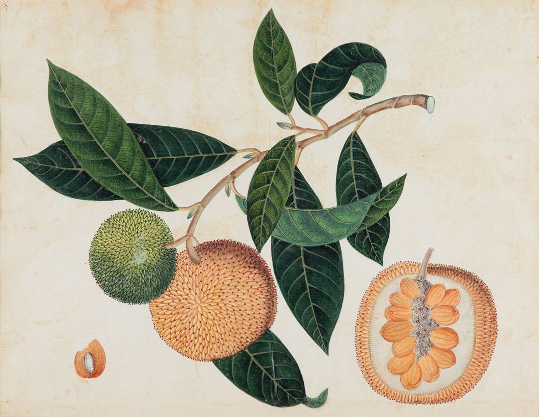 Untitled (Botanical Study, Breadfruit)