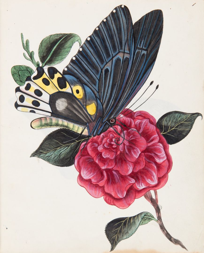 Common Birdwing (Troides helena)