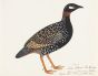 Black Francolin (Francolinus francolinus), resident in north India