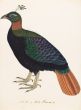 Himalayan Monal (Lophophorus impejanus), resident in the Himalayas
