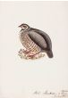Chukar Partridge (Alectoris chukar)