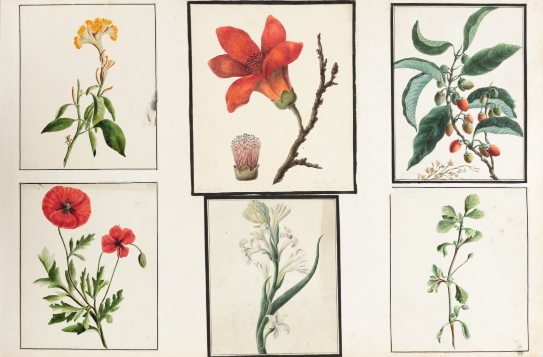 Cockscomb (Celosia cristata), Corn poppy (Papaver rhoeas), Silk Cotton Tree (Bombax ceiba), Tuberose (Agave amica, syn. Polianthes), Maulsari, Bakul (Mimusops elengi) and Dwarf Copperweed (Alternanthera sessilis)