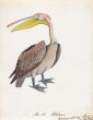 Spot-billed or Grey Pelican (Pelecanus philippensis), widespread resident