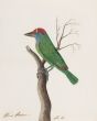 Blue-throated Barbet (Megalaima asiatica), resident in north-east India, the Himalayas, and Bangladesh