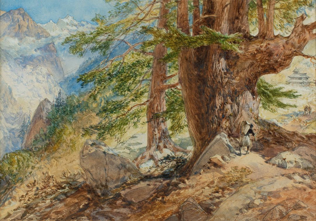 Large Deodar Tree. Kunawer, Himalays