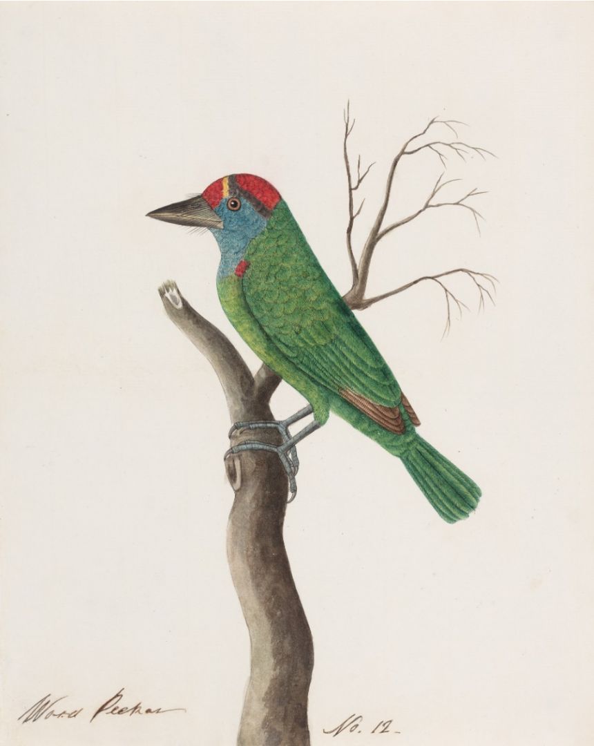 Blue-throated Barbet (Megalaima asiatica), resident in north-east India, the Himalayas, and Bangladesh