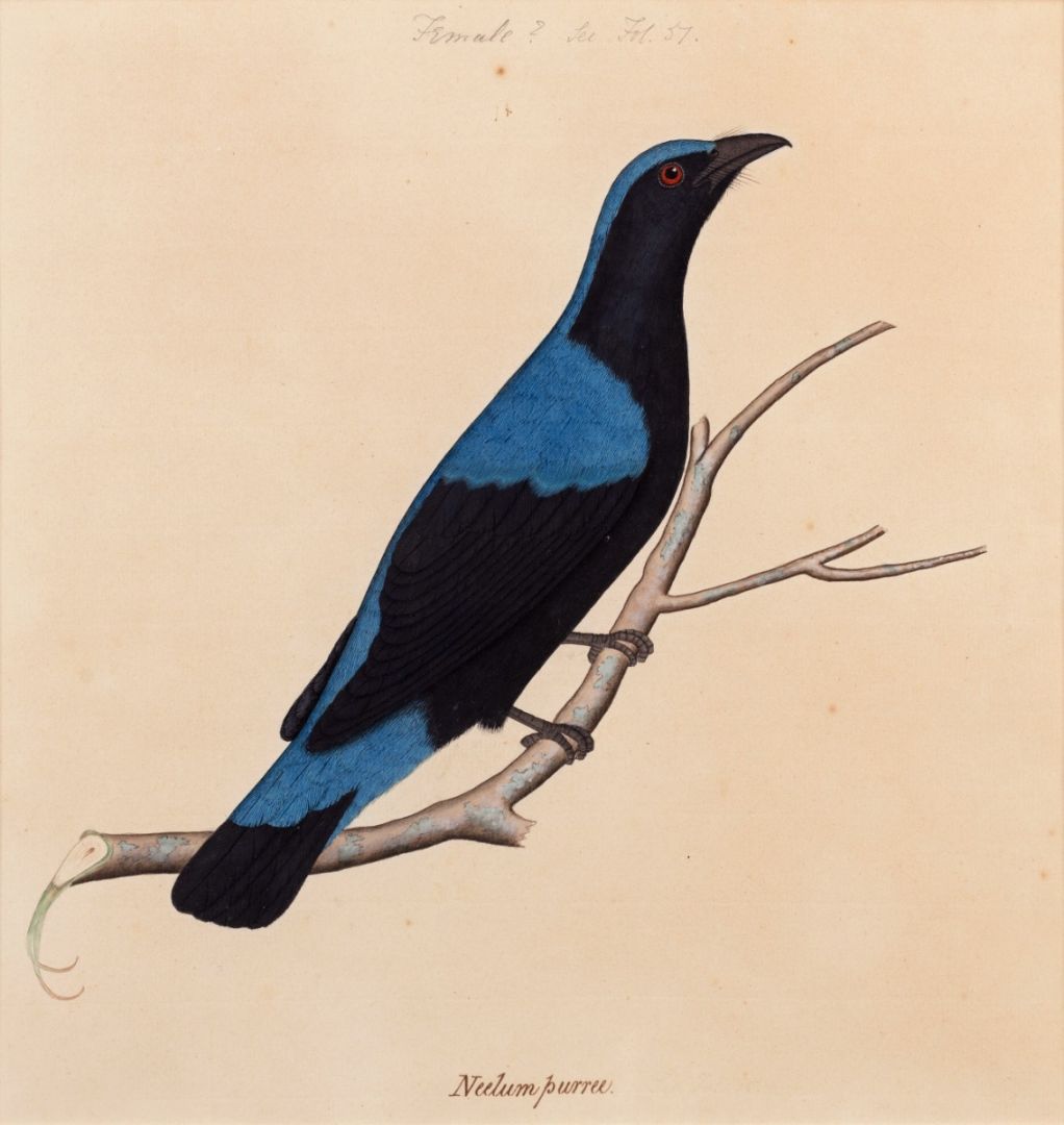 Asian Fairy Bluebird (Irena puella)