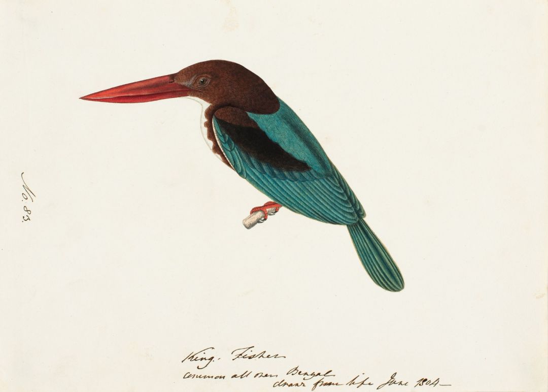 White-throated Kingfisher (Halcyon smyrnensis), widespread resident