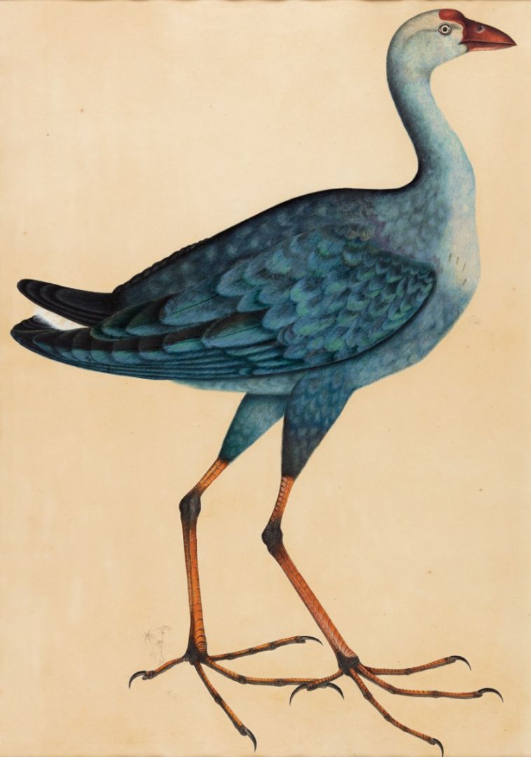 Purple Swamphen (Porphyrio porphyria), widespread resident