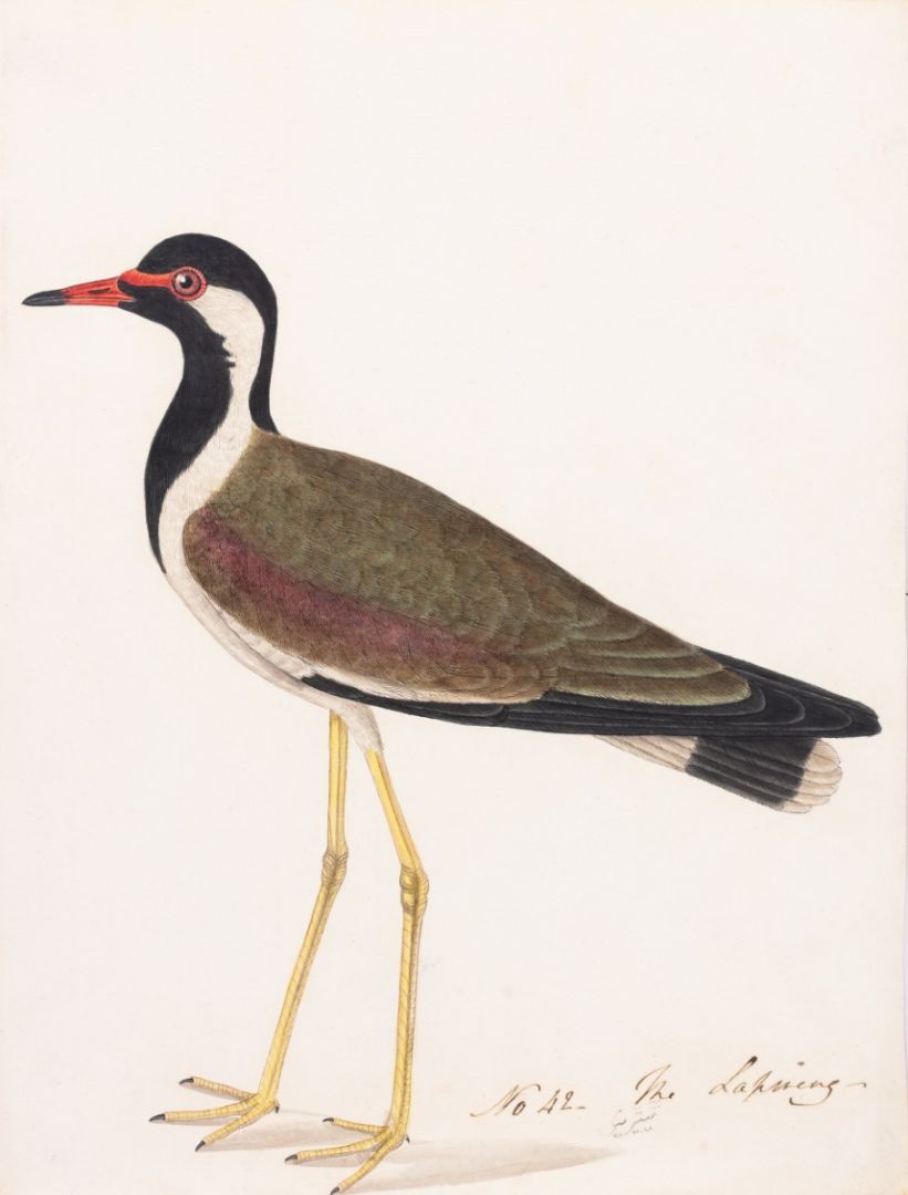 Red-wattled Lapwing (Vanellus indicus), widespread resident
