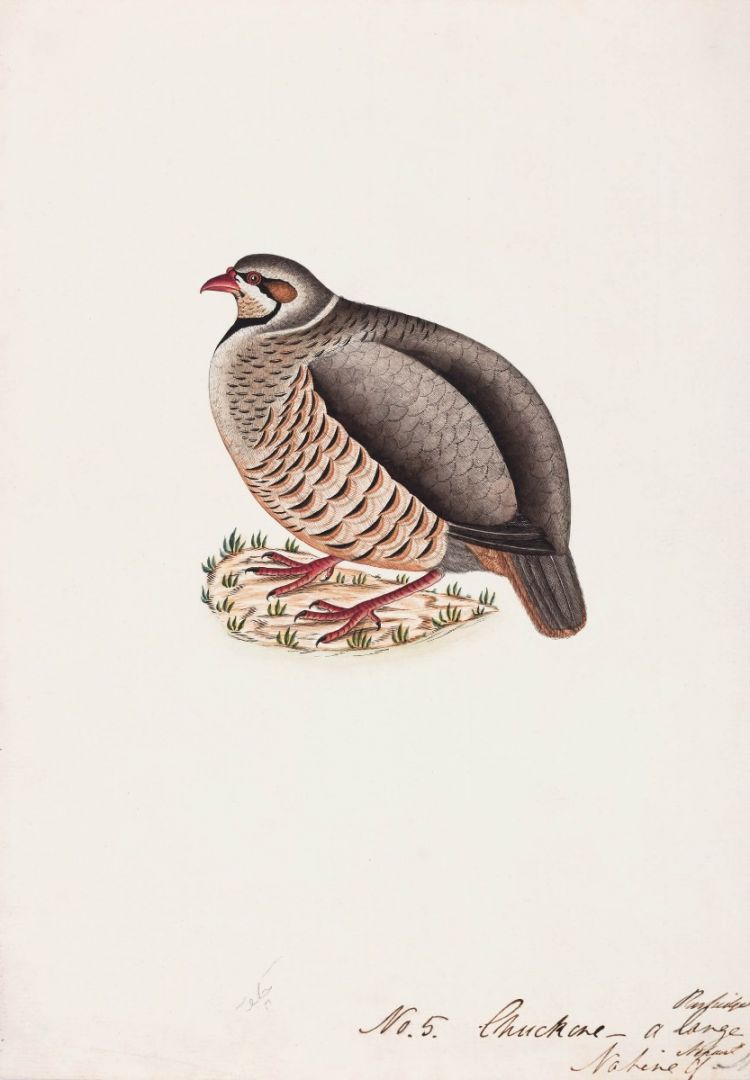 Chukar Partridge (Alectoris chukar)
