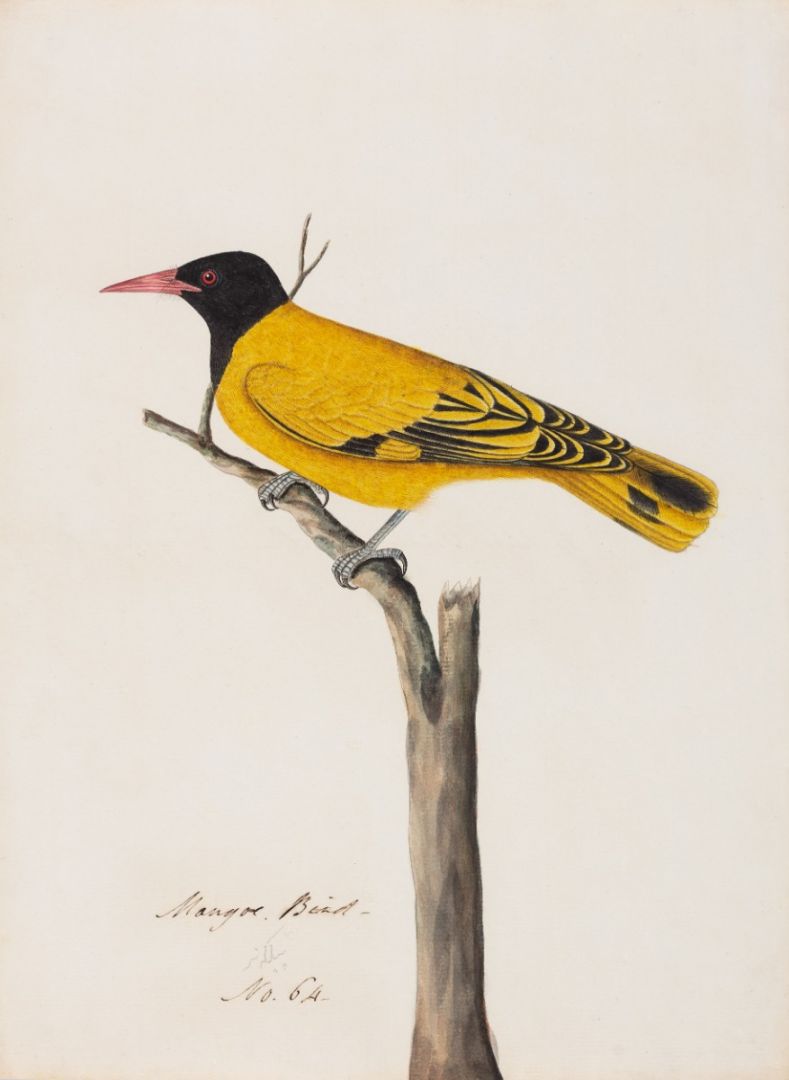 Black-hooded Oriole (Oriolus xanthornus), widespread resident