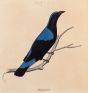 Asian Fairy Bluebird (Irena puella)