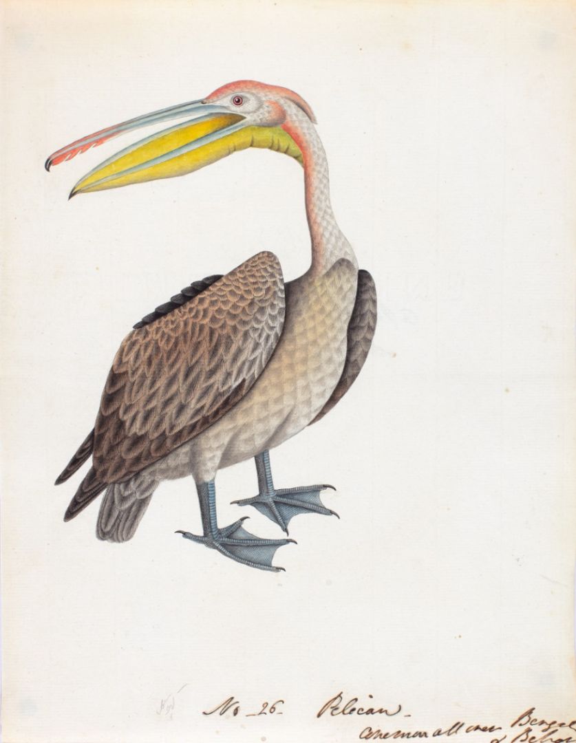 Spot-billed or Grey Pelican (Pelecanus philippensis), widespread resident