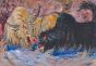 Untitled (Yak Fight)