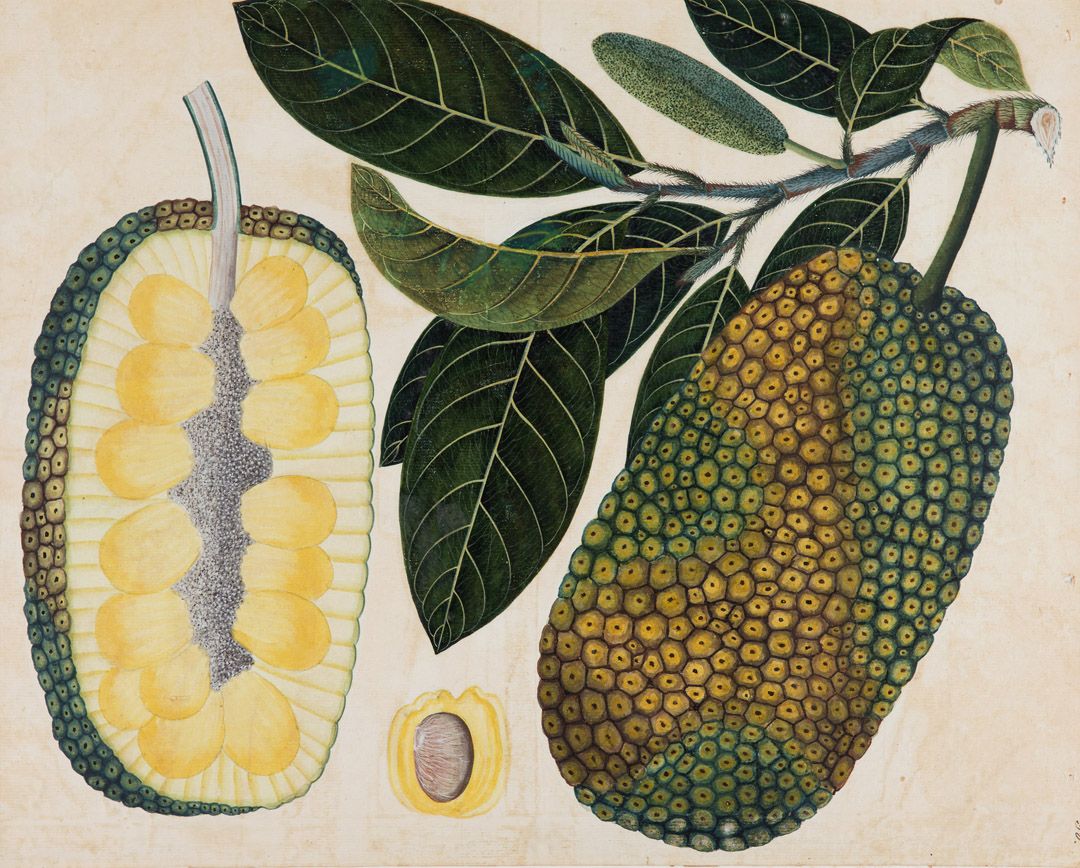 Untitled (Botanical Study, Jackfruit)