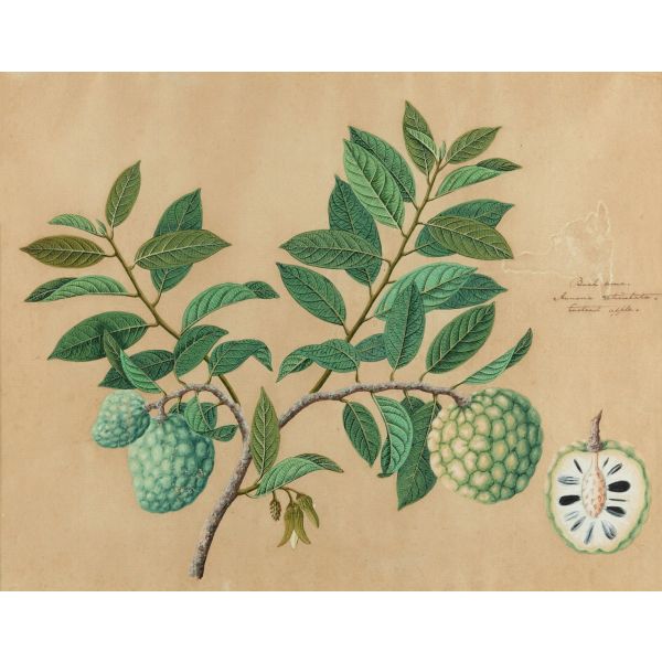 Exhibition Walkthrough | A Treasury of Life: Indian Company Paintings, c. 1790 to 1835