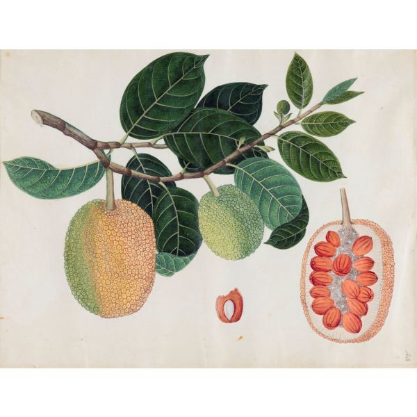 A Treasury of Life: Indian Company Paintings c. 1790-1835