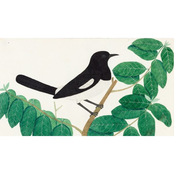 Birds of India: Company Paintings c. 1800 to 1835