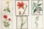 Cockscomb (Celosia cristata), Corn poppy (Papaver rhoeas), Silk Cotton Tree (Bombax ceiba), Tuberose (Agave amica, syn. Polianthes), Maulsari, Bakul (Mimusops elengi) and Dwarf Copperweed (Alternanthera sessilis)