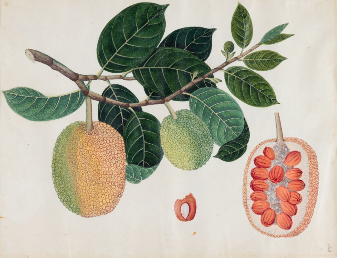 Wild Jackfruit (Artocarpus hirsutus) 