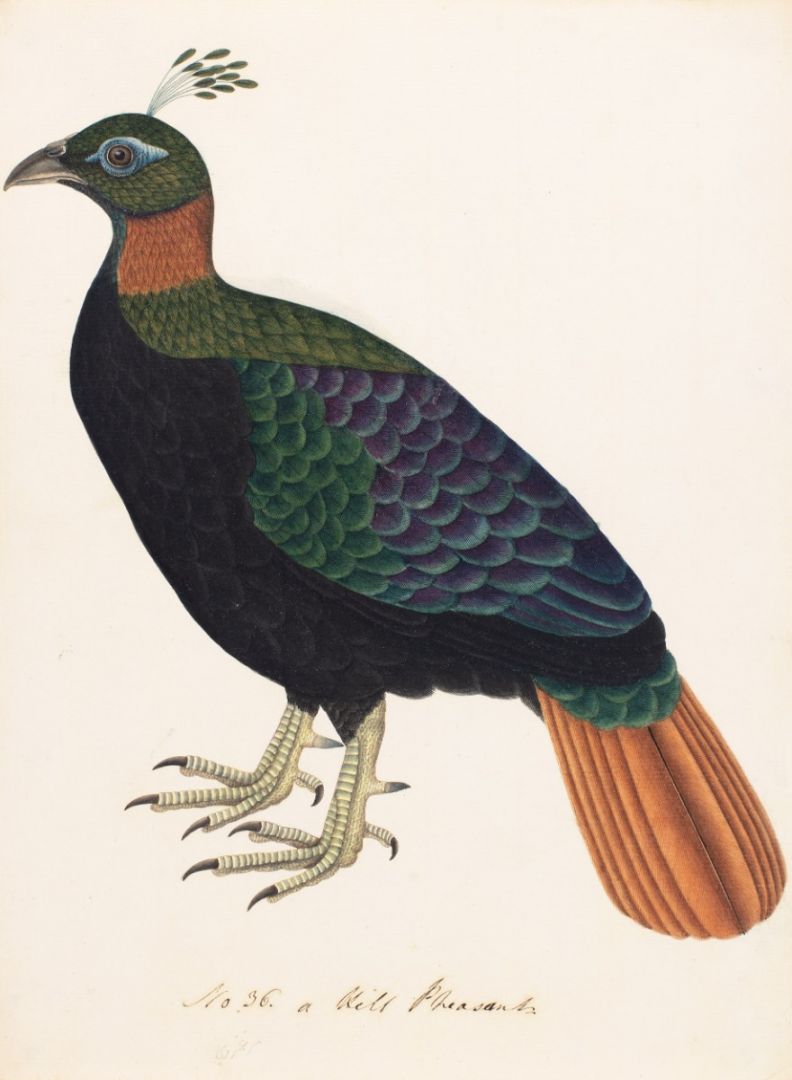 Himalayan Monal (Lophophorus impejanus), resident in the Himalayas