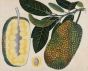 Untitled (Botanical Study, Jackfruit)