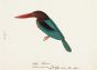 White-throated Kingfisher (Halcyon smyrnensis), widespread resident