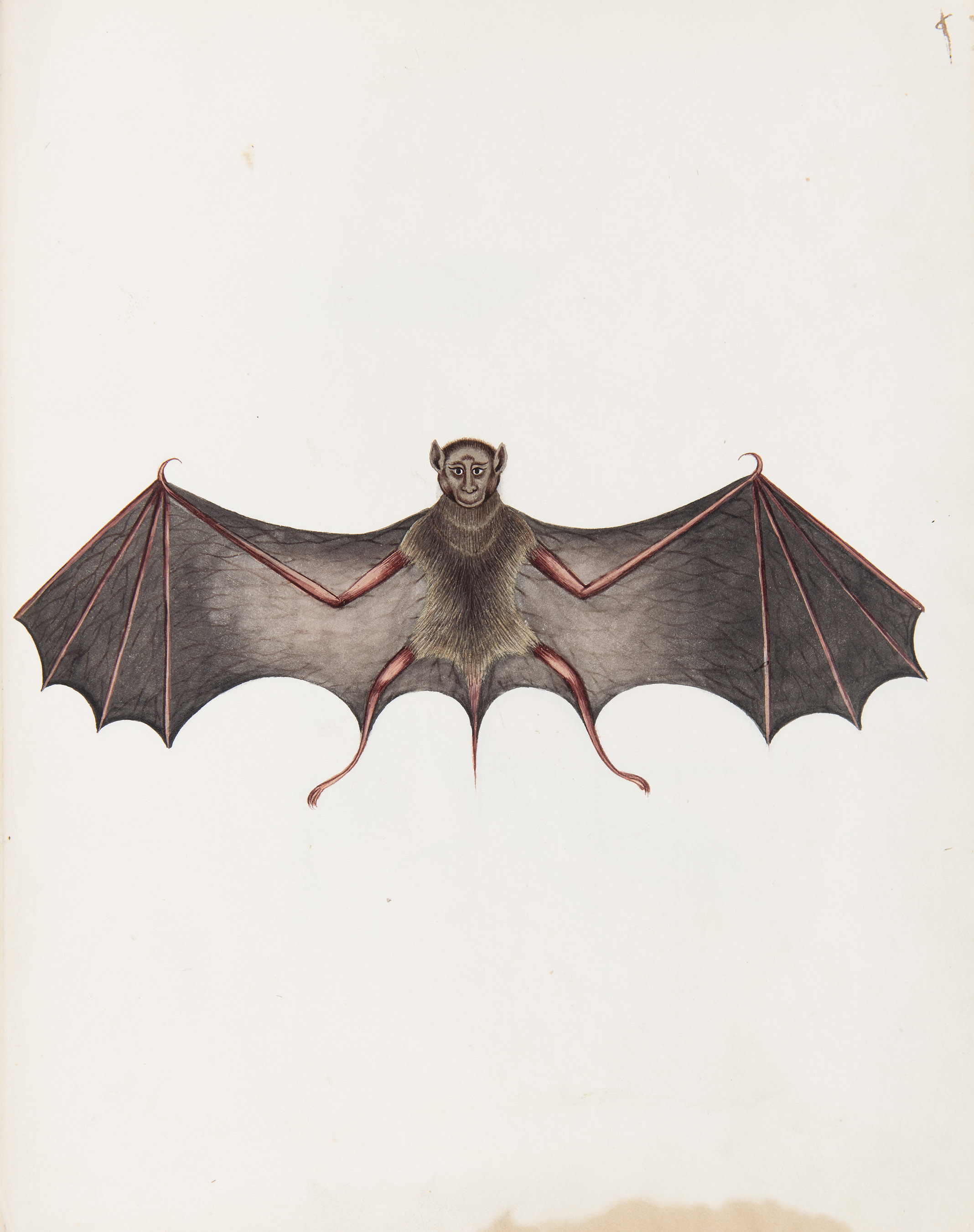 Unidentified Artist (Company School)  - DAG World