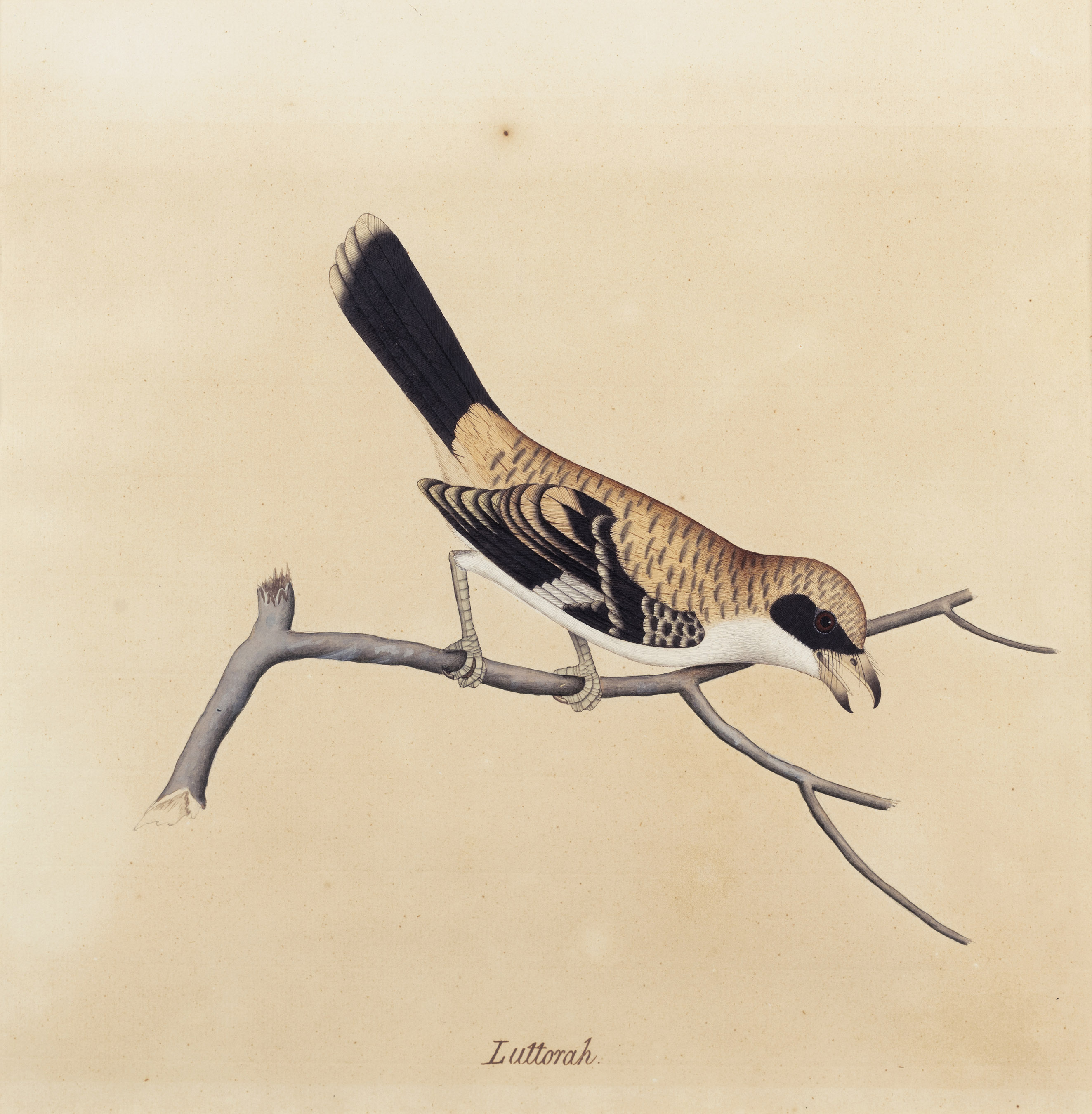 Unidentified Artist (Company School) - DAG World